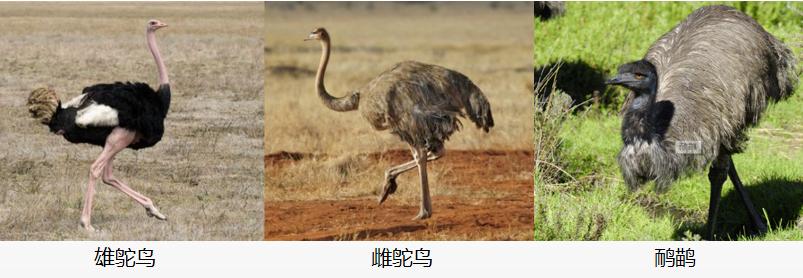 澳洲鸵鸟和非洲鸵鸟什么区别呢,非洲鸵鸟和澳洲鸵鸟有什么区别吗