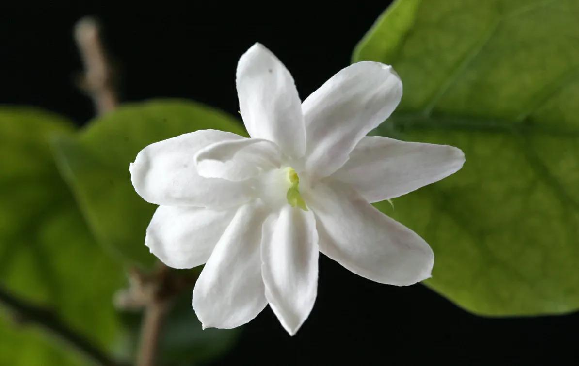 茉莉花干叶了怎么处理,怎样使茉莉花叶绿