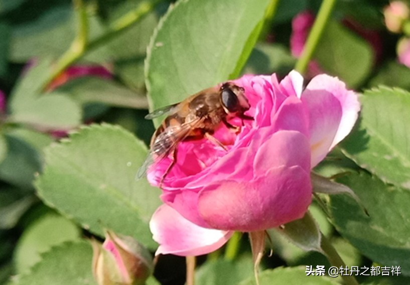 小小精灵采蜜忙,蜜蜂鲜花两相映!小手机拍出大意境
