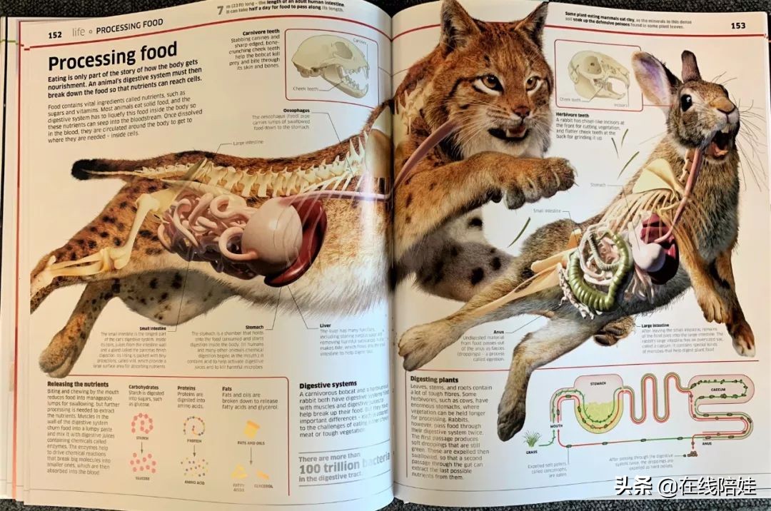 dk知识大百科全套,dk知识大百科书金银版