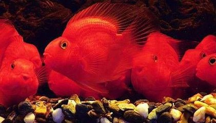 迷你鹦鹉鱼打架尾巴变红怎么办,鹦鹉鱼变白不动怎么办