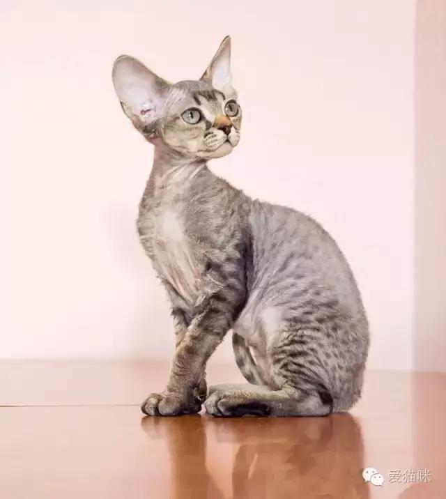 猫咪图鉴,七喵德文卷毛猫