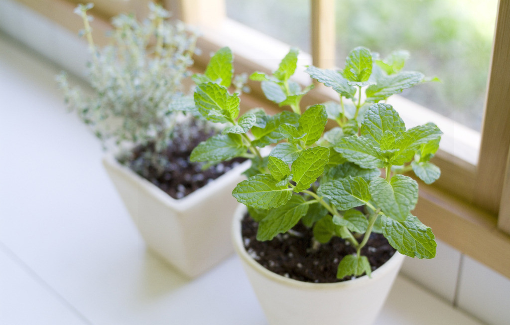 大米发霉了不想扔能做什么,发霉的大米怎么废物利用