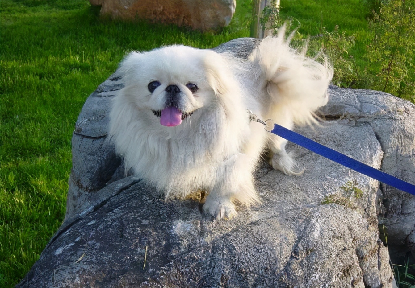 为什么京巴越养越少了,京巴为啥很少有人养