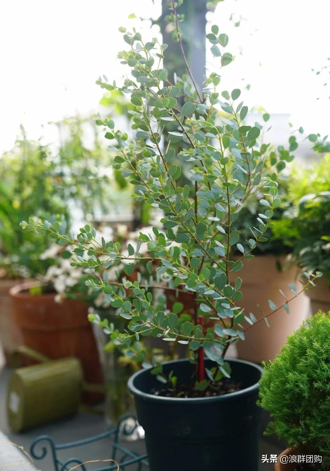 尤加利灰色好看吗,尤加利青配色图片