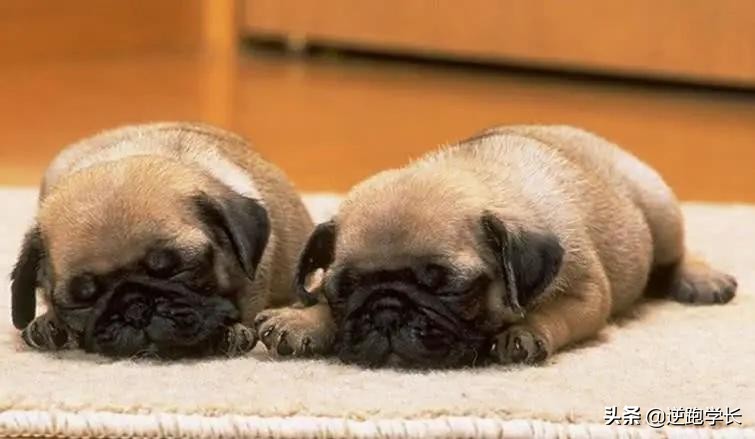 宠物斑点狗和血统斑点狗的区别,有斑点但不是斑点狗的狗有哪些