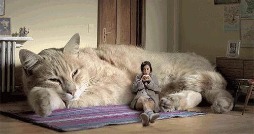 纯种猫可能会得的病,铲屎官怀疑自家猫咪是只法国猫