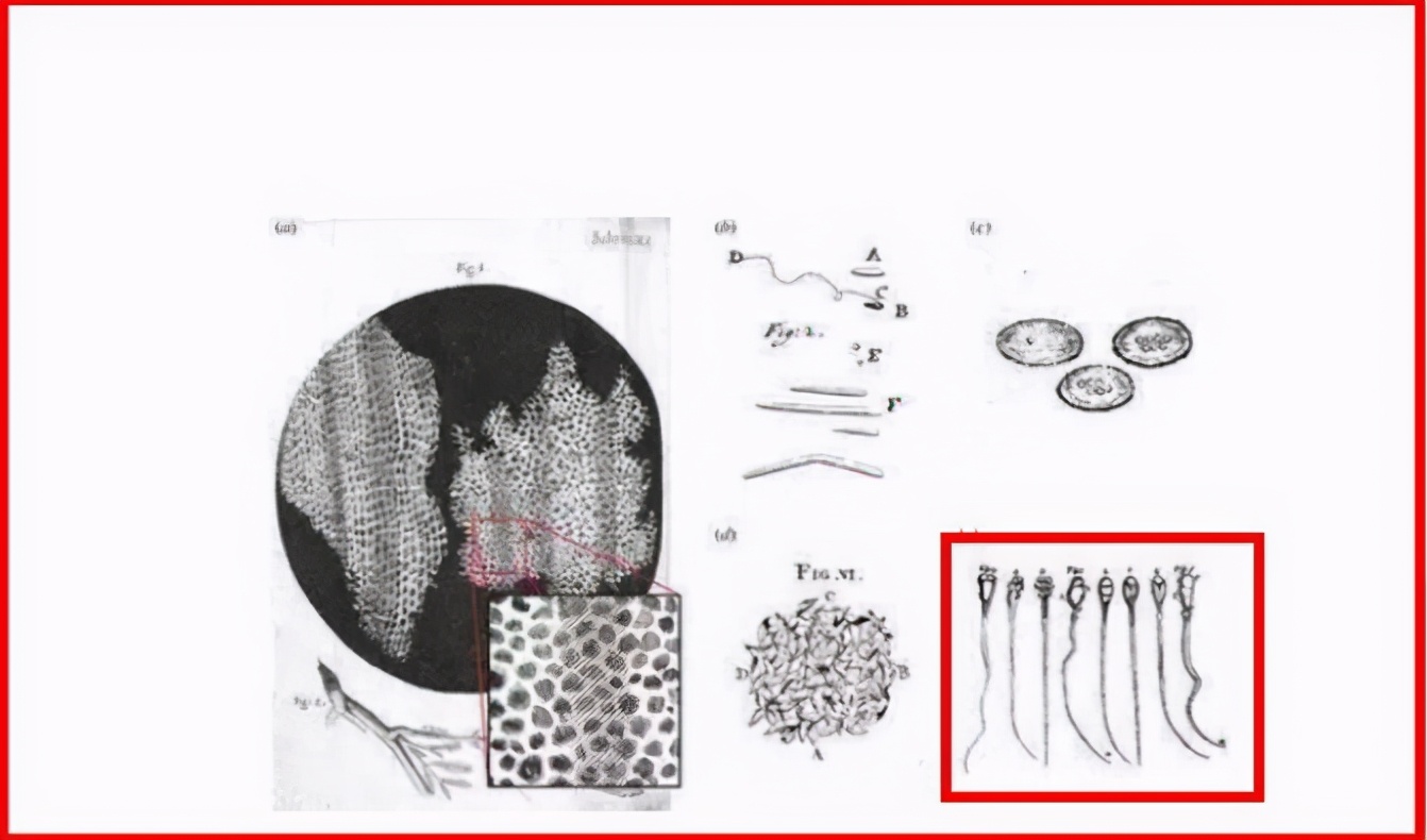 为什么精子会以蝌蚪的形式存在,科学家首次发现精子运动