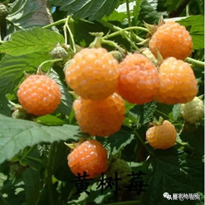 树莓种植及管理技术,树莓盆栽的种植方法