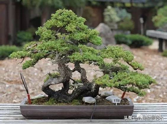 松树在水旱丛林盆景创作中的运用 (松树丛林盆景经典之作)