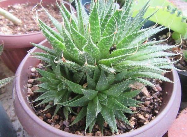 波露和雪花芦荟哪个好看,波路芦荟怎么养