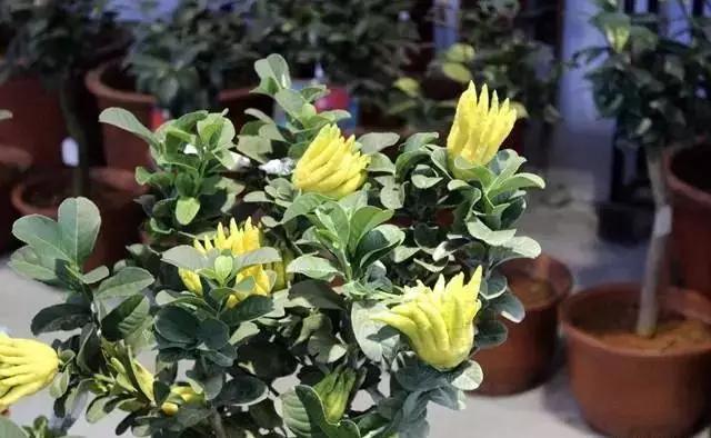 家里养佛手可以吃吗,佛手养一棵能结果吗