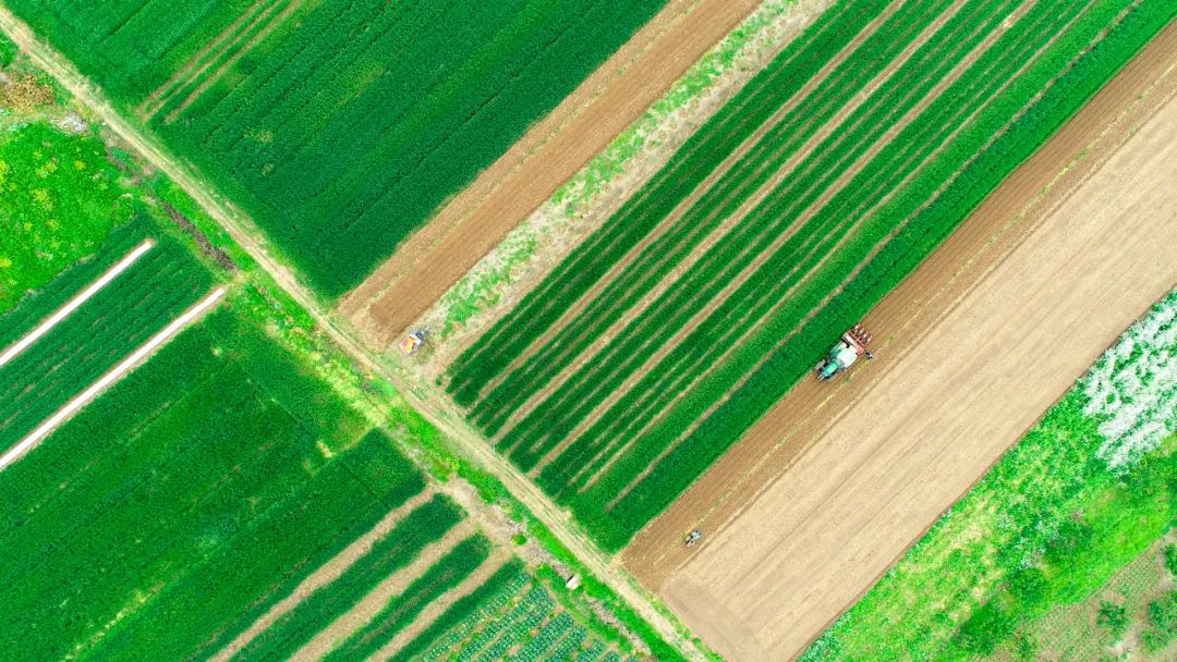 谢谢你为湖北拼单李佳琦,谢谢你为湖北拼单回看