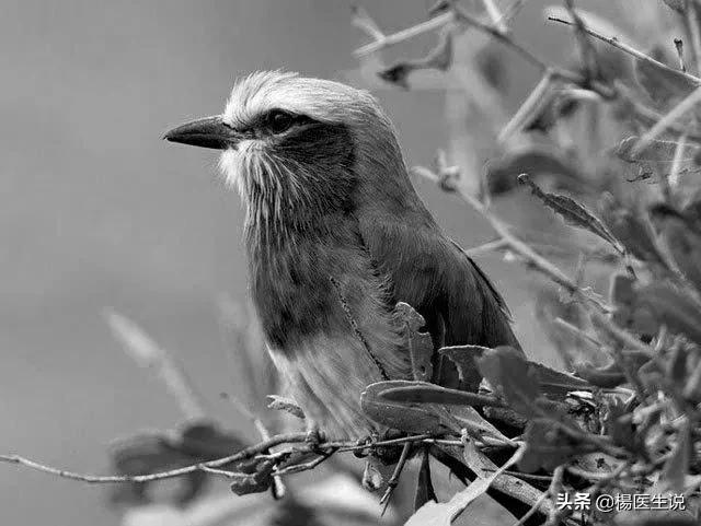 黑白色盲眼中的世界,色盲眼中的世界