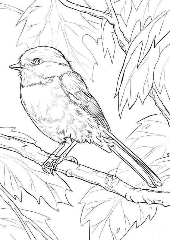 画画入门教程干货博主,基础入门画画必知