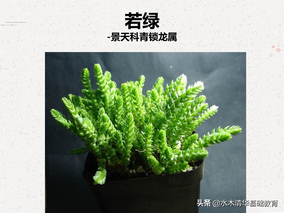 梦幻女王多肉植物百科图谱,原产地多肉植物图谱pdf