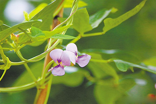 豆角落花落果最好的解决方法,豆角落花果怎么处理