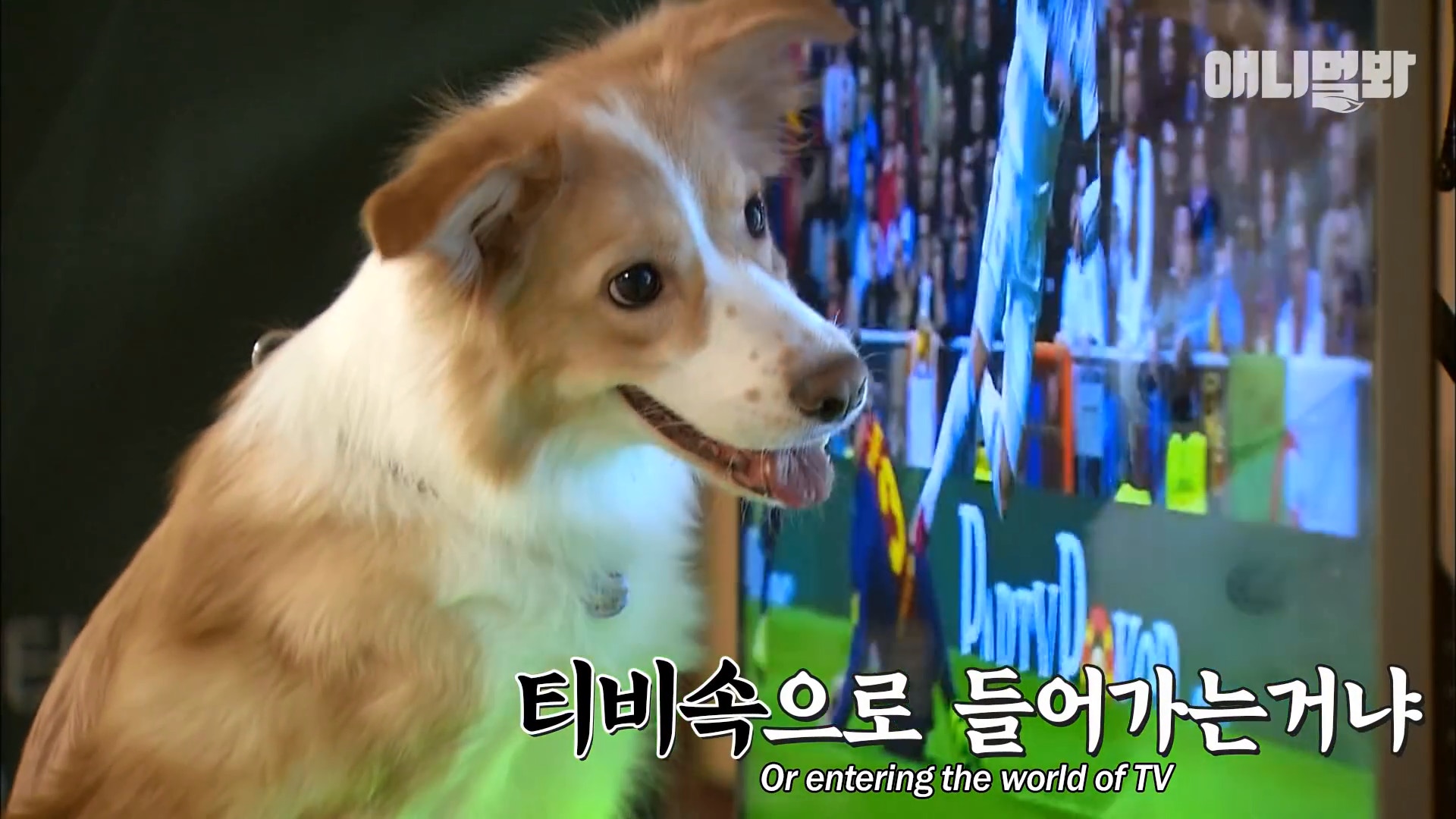 足球比赛现场一只狗狗误入球场,足球赛场上踢球的狗狗