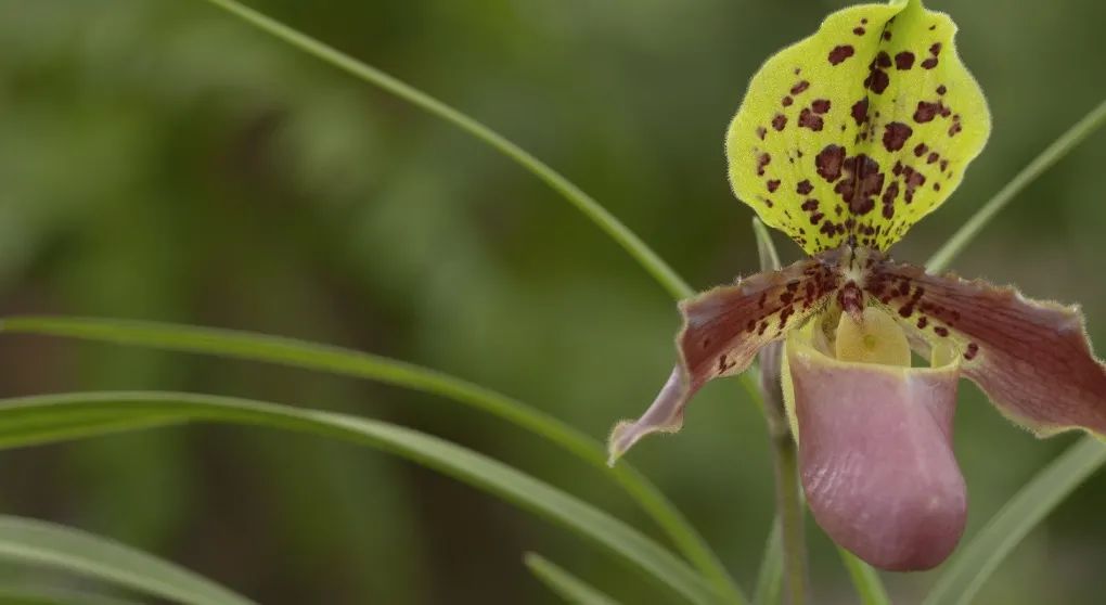 致富经：一株草要价上百万？兰花让我一夜暴富