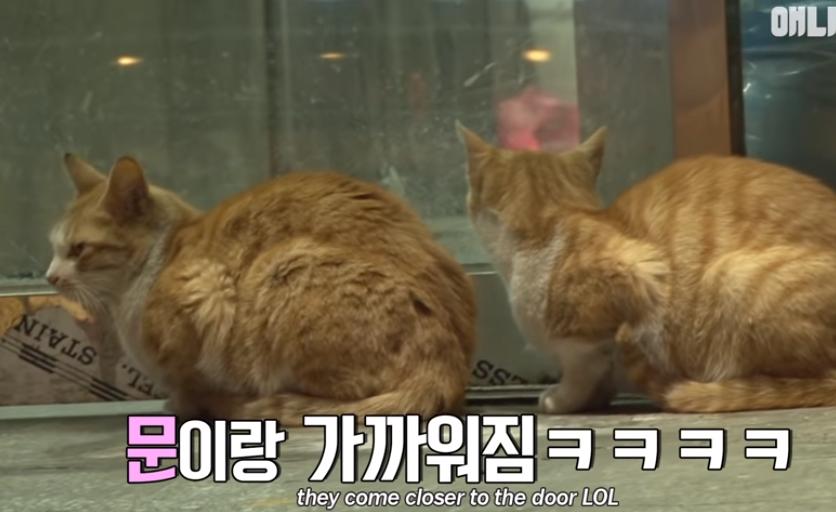 猫冷血无情是什么原因,猫冷酷无情是怎么回事