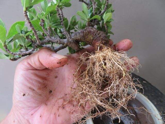 栀子花怎么养才能长得好看,栀子花怎么养好养活