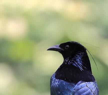 有模仿能力的鸟有哪些,一种鸟模仿70多种声音