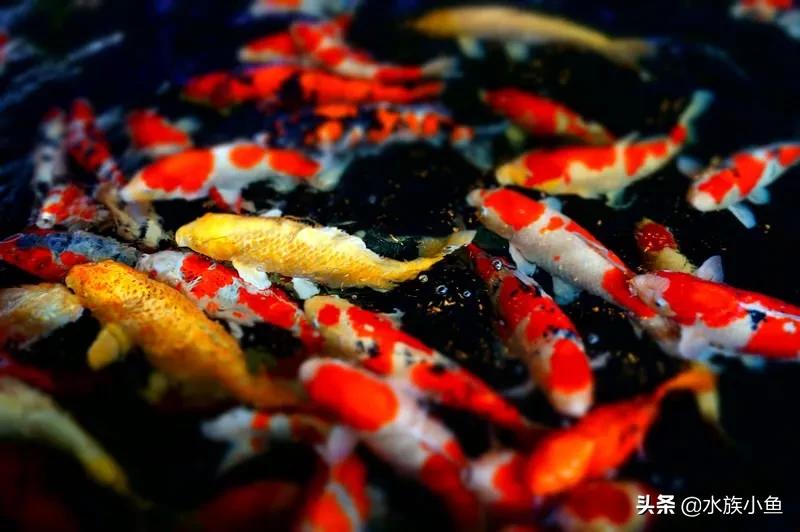 第一次繁殖宠物,自己繁殖锦鲤