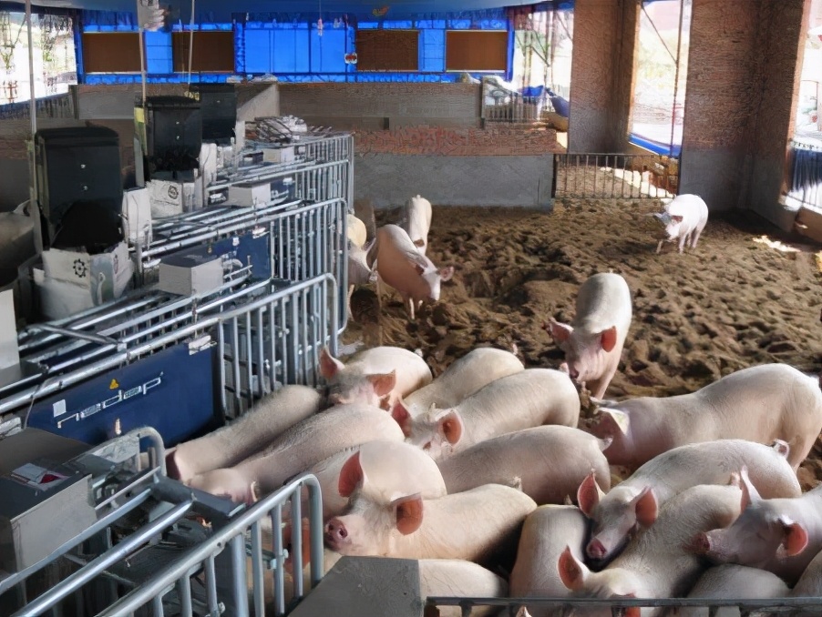 夏天公猪死精少精怎么治疗,公猪死精和磺胺药有关系吗