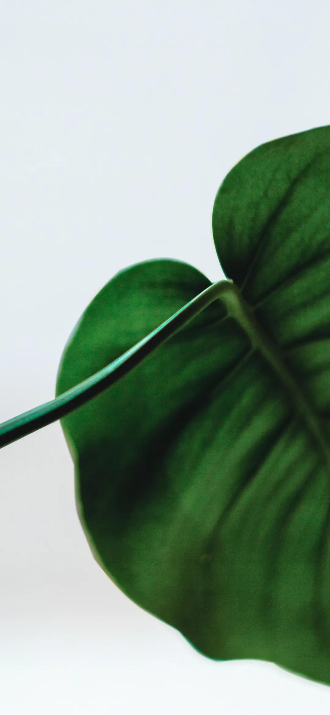 文艺素雅治愈植物手机壁纸,唯美治愈系手机壁纸植物