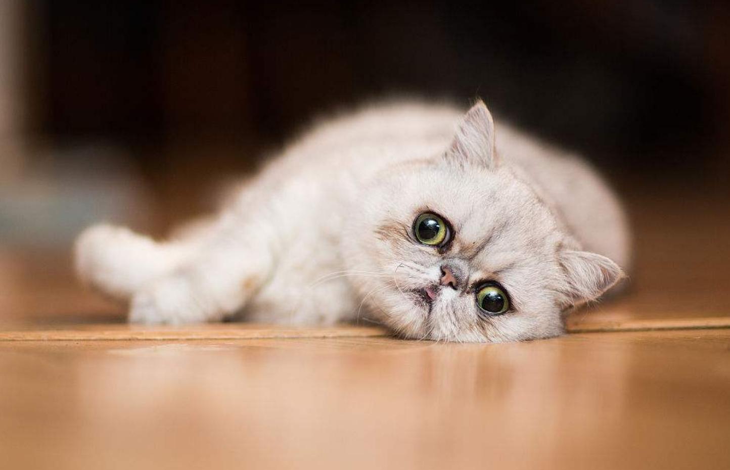 养加菲猫性格不好,养加菲是一种什么体验