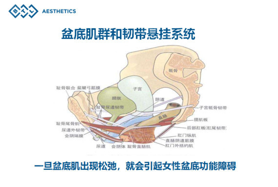火遍香港台湾的“*福性**椅”BTLEMSELLA美缇斯到底是个什么设备？