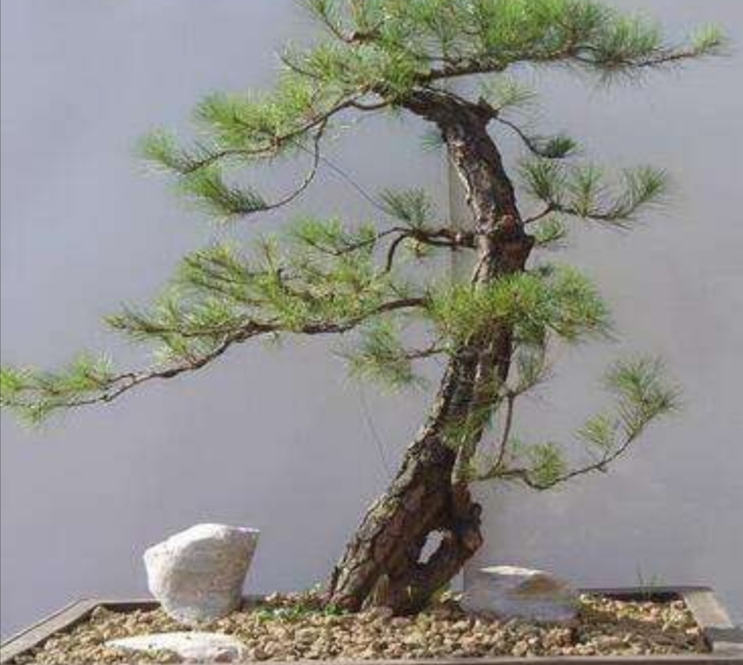 山松盆景新桩较难成活怎么办,适合做盆景的下山松