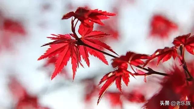 100首才华横溢的经典诗词,公认最有才华的诗