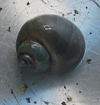 大连鱼市海鲜贝类品种,大连贝类海鲜图片大全