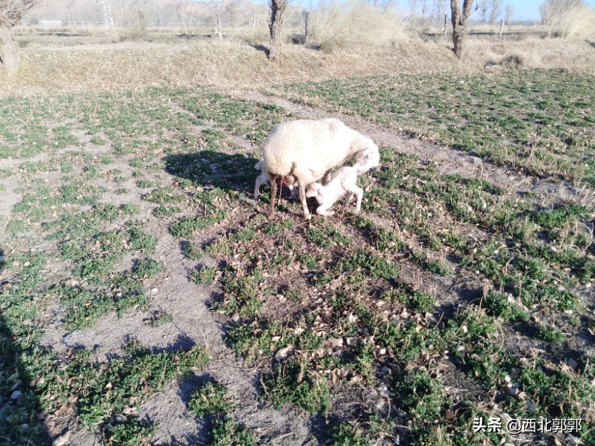 养羊头疼的原因,养羊遇到的问题有哪些