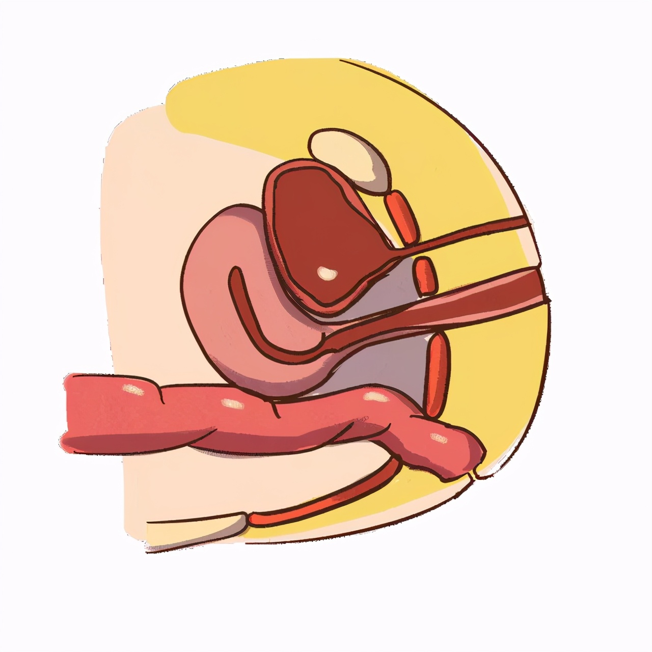 北京协和医院产后康复盆底肌,产后盆底肌康复有必要吗