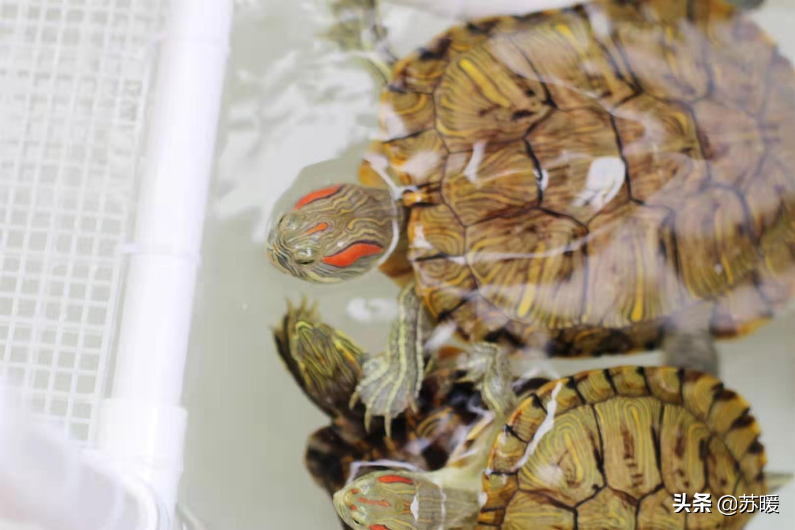 养巴西龟的十大小技巧,新手养红耳巴西龟怎么养