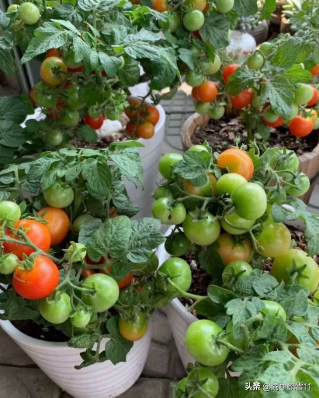家庭小番茄的种植养护,夏季小番茄种植方法全过程