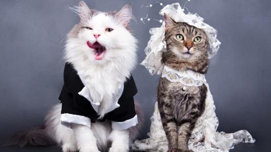 世界历史上的著名猫奴,世界三大猫奴