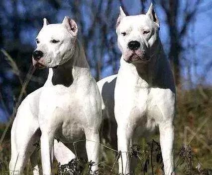 关于猛犬的十个黑话,关于猛犬的十大黑话