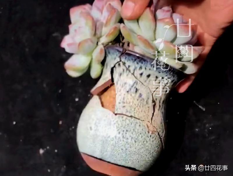 给多肉选花盆，除了看颜值外，还有3个关键指标，直接关系钱包
