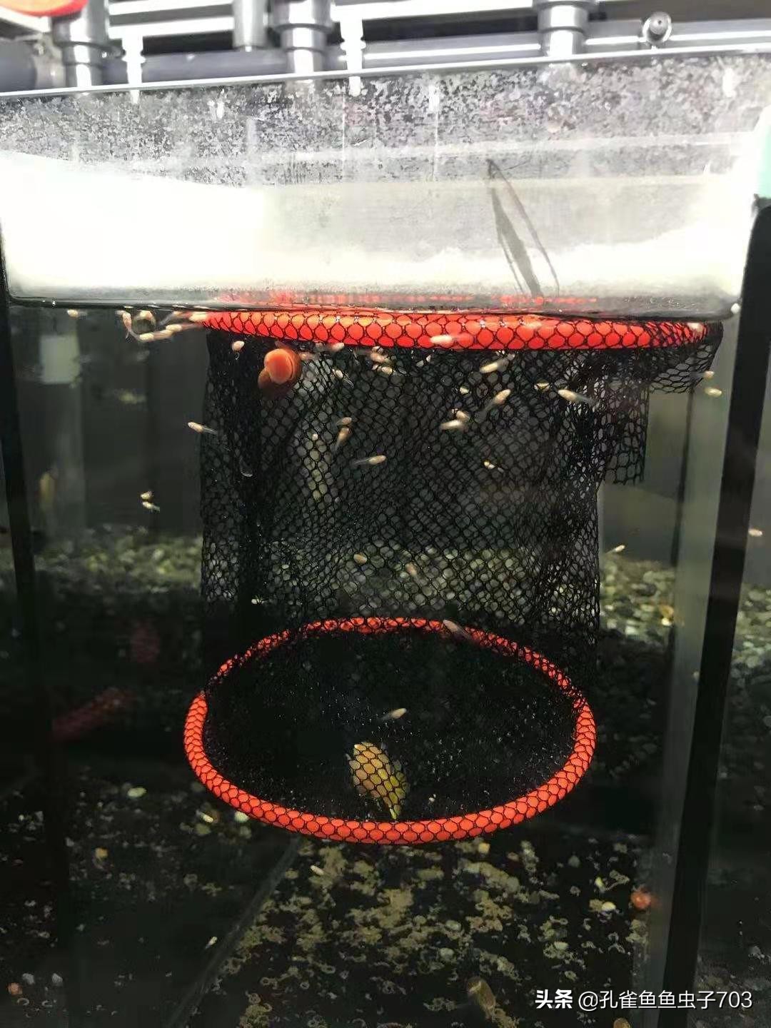 孔雀母鱼多久生一次,孔雀母鱼生一半不生了