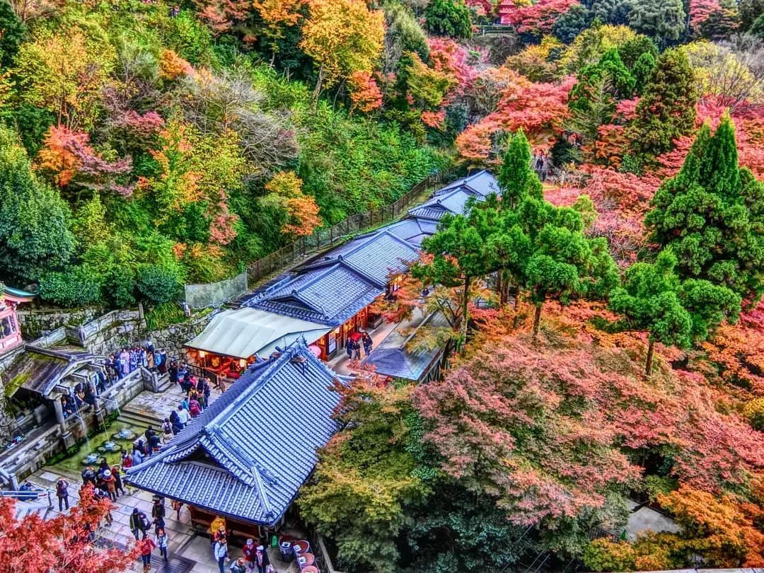 停车坐爱枫林晚，感受火红的秋