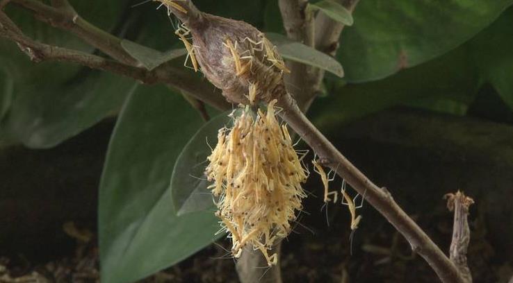 昆虫界的顶尖杀手,昆虫界的生存法则也残忍