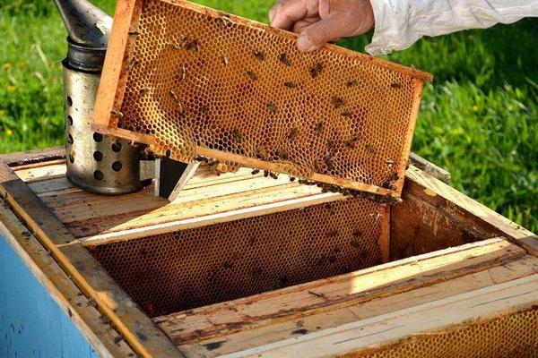 学养蜂的基础知识,养蜂基础知识和技巧
