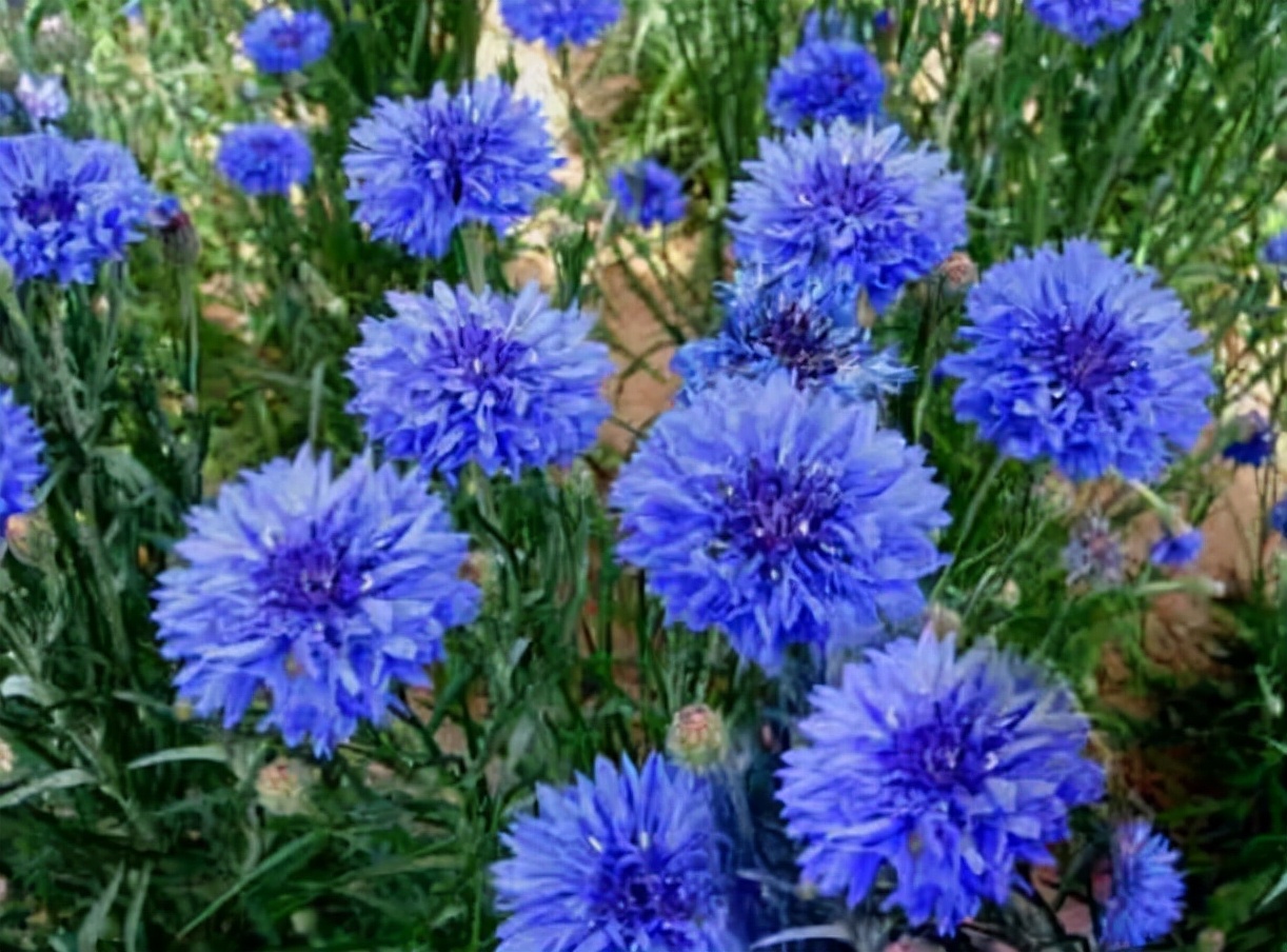 十种蓝色花,常见的六种蓝色花