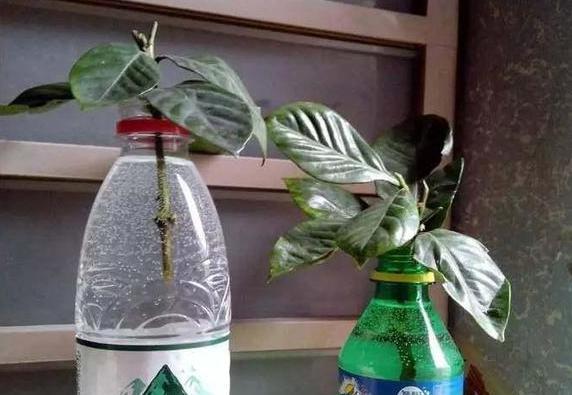 塑料瓶养花怎么剪好看,空瓶子剪花盆造型