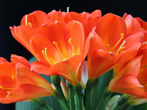 四季开花的君子兰有什么品种,君子兰花卉哪个品种最好