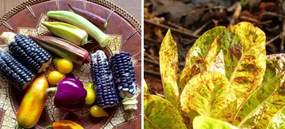 现代农业仅用了80年，世界上93%的蔬果种子被灭绝，谁之过？