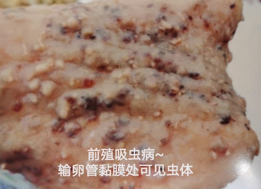 鸡消化系统常见的寄生虫疾病及防治